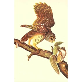 c1946 Audubon Print, #46 Barred Owl