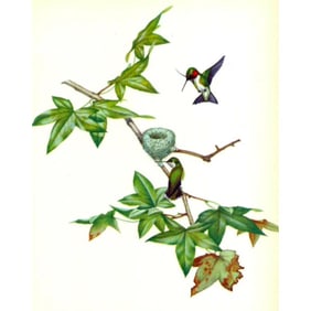 1950 Menaboni Lithograph, Ruby-throated Hummingbird