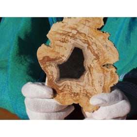 Rare Prehistoric Petrified Cypress Tree Slice