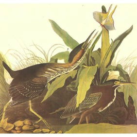 C1946 Audubon Print, #333 Green Heron