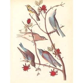 c1946 Audubon Print, #393 Warbler and Bluebirds