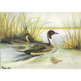1920's Pin-Tailed Duck Color Lithograph Print