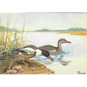 1920s Shoveler Duck Color Lithograph Print