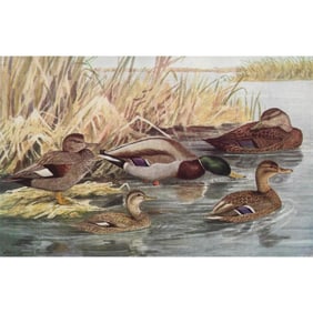 1936 Pearson Birds Print, Ducks ( Gadwall, Mallard, Black )