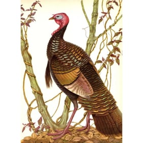 1950 Menaboni Lithograph, Eastern Wild Turkey