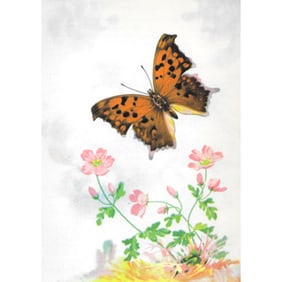 1920's Violet Tip Butterfly Color Lithograph Print