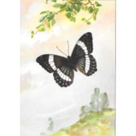 1920s Banded Purple Butterfly Color Lithograph Print