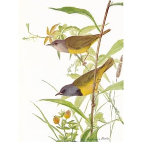 1936 Pearson Birds, #105 Mourning Warbler