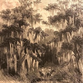 19thc Engraving, Magnolia Swamp