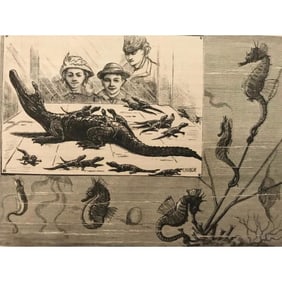 19thc New York Aquarium Engraving