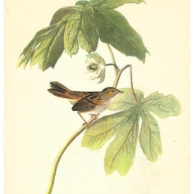 c1946 Audubon Print, #64 Swamp Sparrow