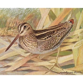 1936 Pearson Birds, #77 Wilson's Snipe
