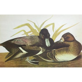 c1946 Audubon Print, #229 Lesser Scaup Duck