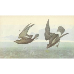 c1946 Audubon Print, #340 Storm Petrel Seabird