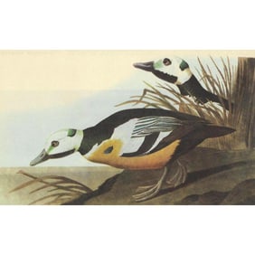 c1946 Audubon Print, #429 Steller's Eider Duck