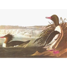 c1950 Audubon Print, American Merganser Duck