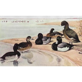1936 Pearson Birds, Duck ( Ring-necked, Lesser Scaup, Scaup )