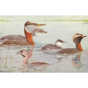 1936 Pearson Bird, #26 Grebes Duck