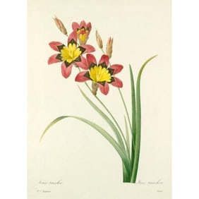 After Pierre-Jospeh Redoute, Floral Print, #63 Lxia