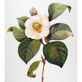 After Pierre-Jospeh Redoute, Floral Print, #14 Camelia