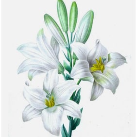 After Pierre-Jospeh Redoute, Floral Print, #76 White Lily
