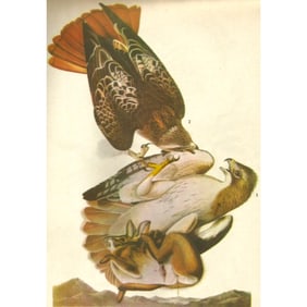 c1946 Audubon Print, #51 Red-tailed Hawk