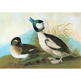c1946 Audubon Print, #325 Bufflehead Duck