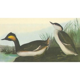 c1946 Audubon Print, #404 Eared Grebe Duck