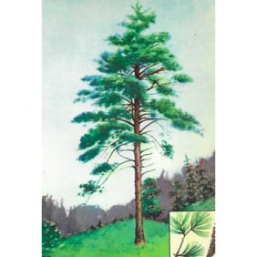 1920's White Pine Tree Color Lithograph Print