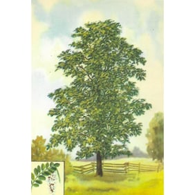 1920s Locust Tree Color Lithograph Print