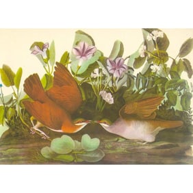 c1950 Audubon Print, Key West Quail-Dove