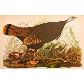1946 Audubon Print, #6 Wild Turkey