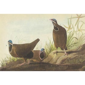 c1946 Audubon Print, #172 Blue-Headed Quail-Dove