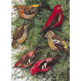 1936 Pearson Birds, Crossbill
