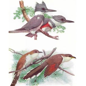 1936 Pearson's Birds, Kingfisher, Cuckoo