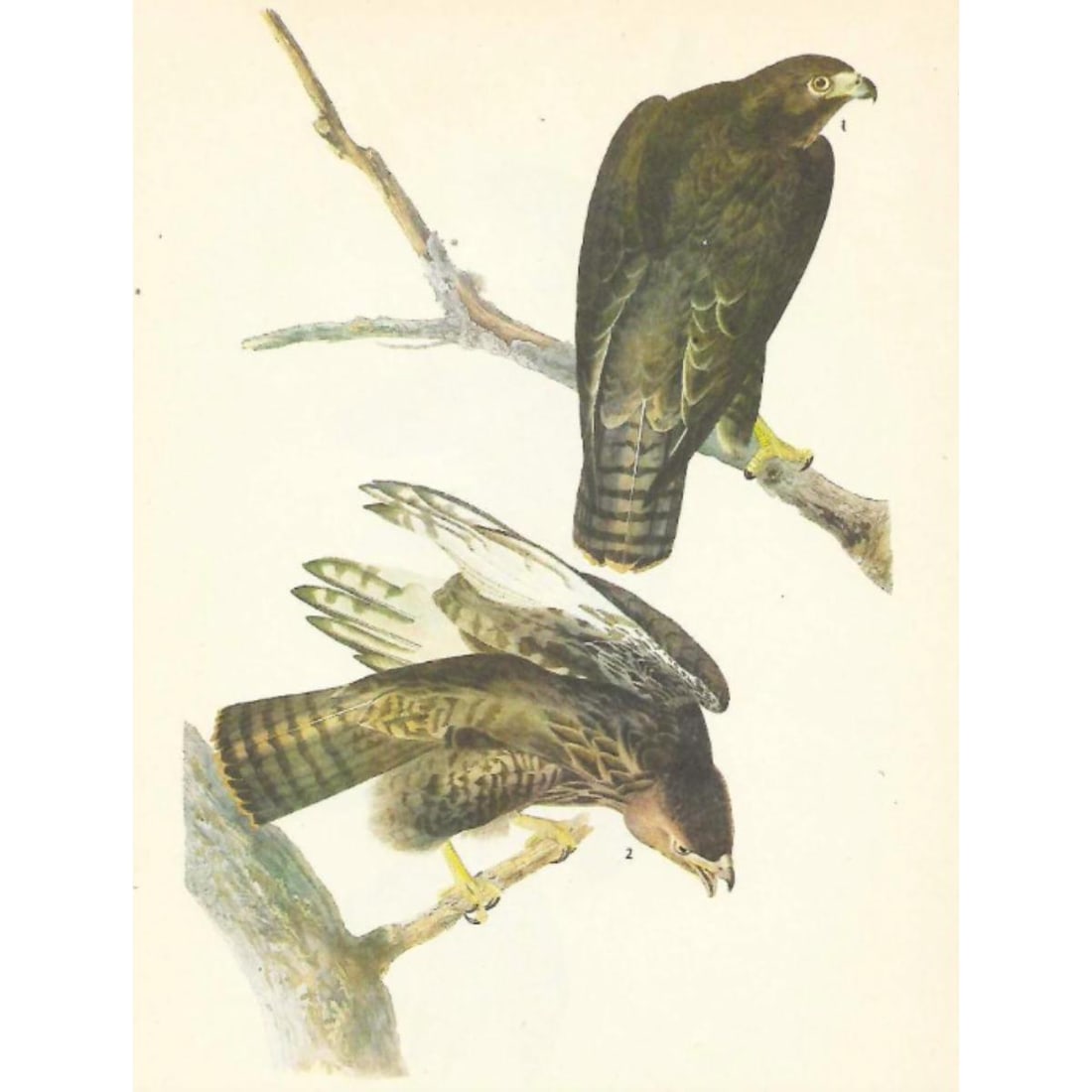 c1946 Audubon Print, #86 Harlan's Hawk (1 of 2)