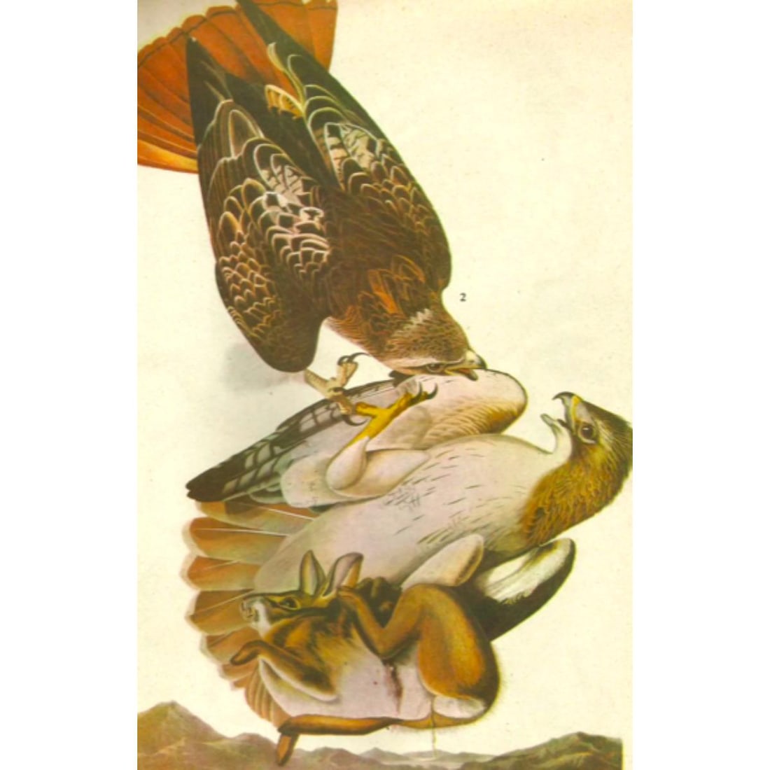 c1946 Audubon Print, #51 Red-tailed Hawk (1 of 2)