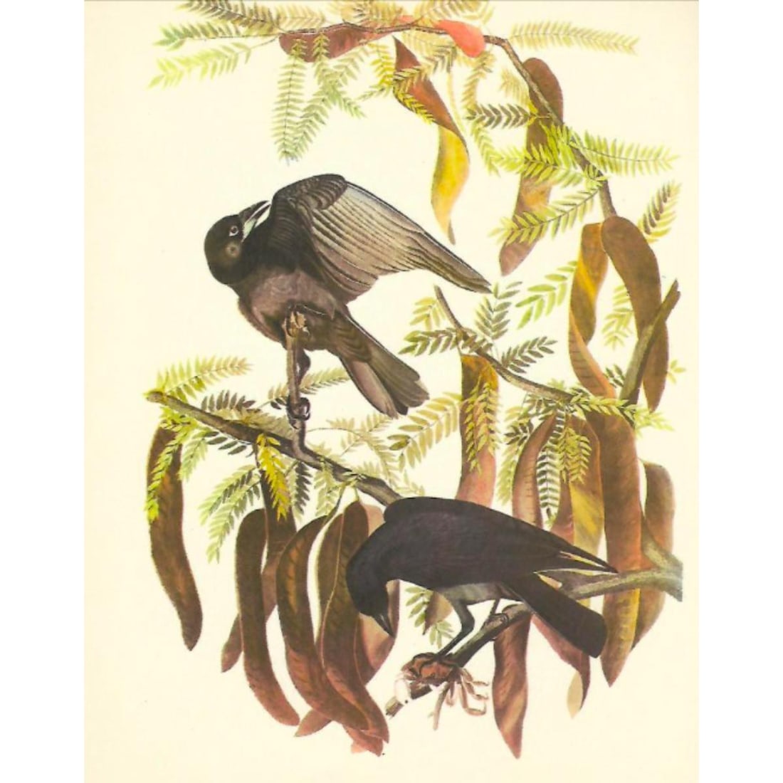 c1950 Audubon Print, Fish Crow (1 of 2)