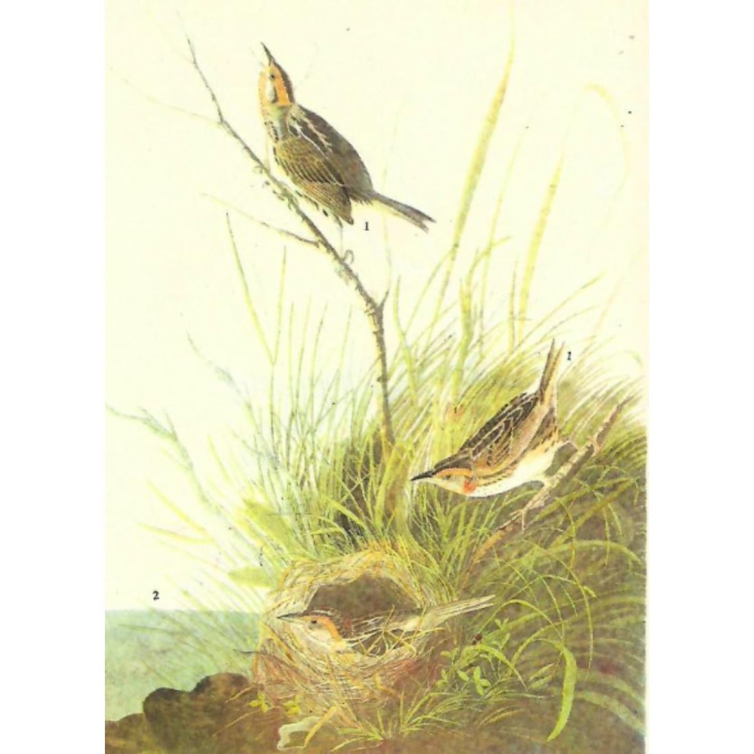 c1946 Audubon Print, #149 Sharp-Tailed Sparrow (1 of 2)