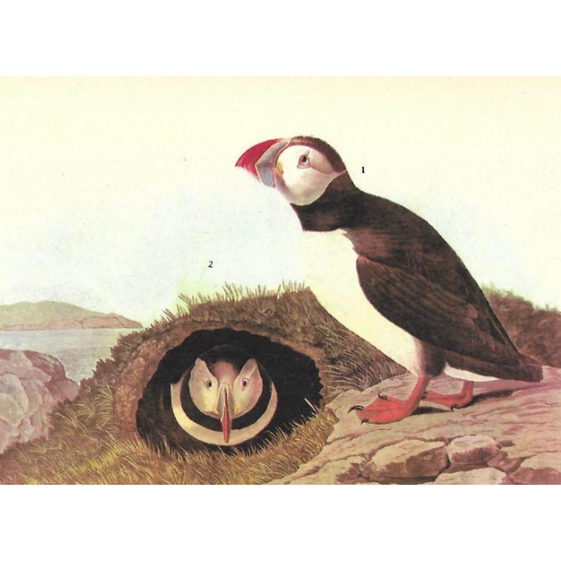 c1946 Audubon Print, #213 Atlantic Puffin: John James Audubon, book plate print, #213 Atlantic Puffin, taken from a 1946 edition of "The Birds Of America". 8 1/2" X 11 1/2". Comes with 11" X 14" mat.