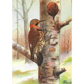 1920s Flicker Bird, Color Lithograph Print