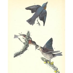 c1946 Audubon Print, #113 Bluebird