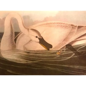 1946 Audubon Print, #406 Trumpeter Swan