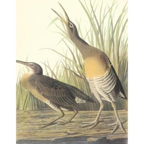 c1950 Audubon Print, Clapper Rail