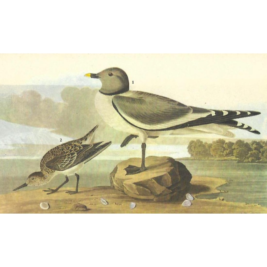 c1946 Audubon Print, #285 Sabine's Gull (1 of 2)