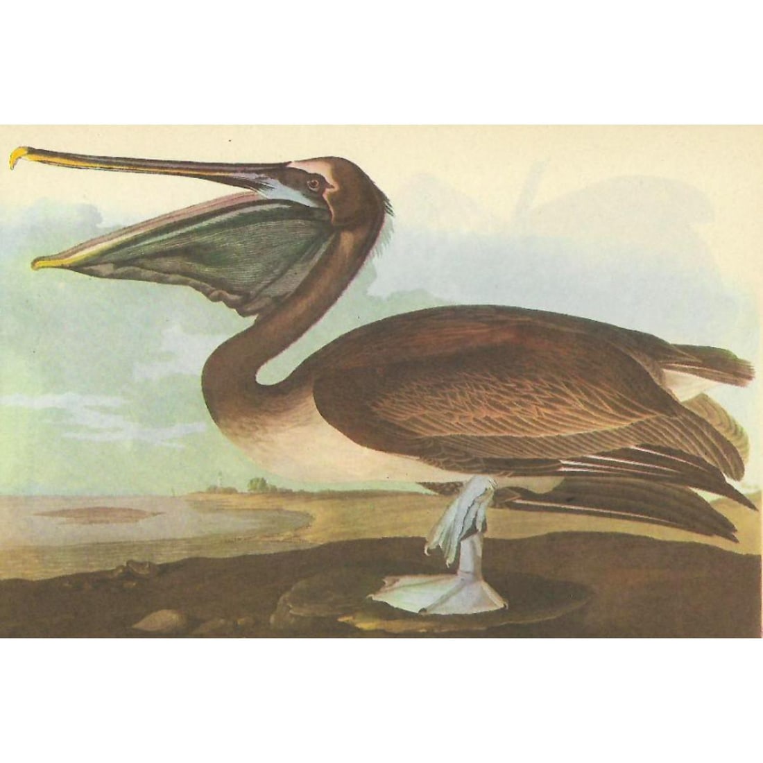c1946 Audubon Print, #421 Brown Pelican (1 of 2)