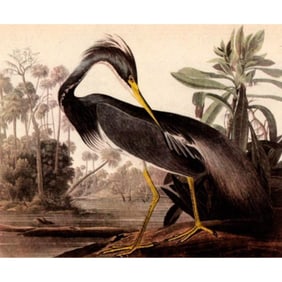 c1946 Audubon Print, #217d Louisiana Heron