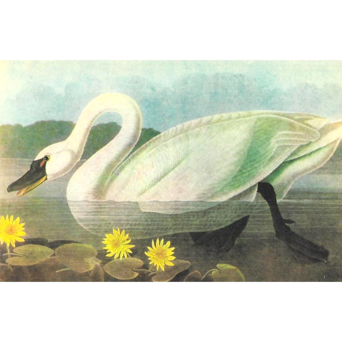 c1946 Audubon Print, #411 Whistling Swan: John James Audubon, book plate print, from a 1946 edition of "The Birds of America". #411 Whistling Swan. 8 1/2" X 11 1/2". Comes with 11 X 14" mat.
