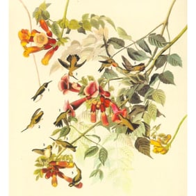 c1946 Audubon Print, #47 Ruby-Throated Hummingbird