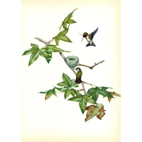 1950 Menaboni Print, Ruby-throated Hummingbird
